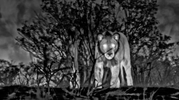 Thermal Cameras Capture Lions On a Midnight Hunt