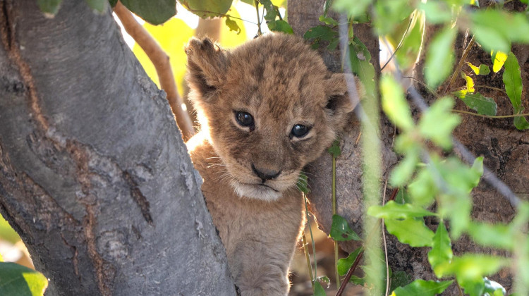 New Beginnings New Beginnings