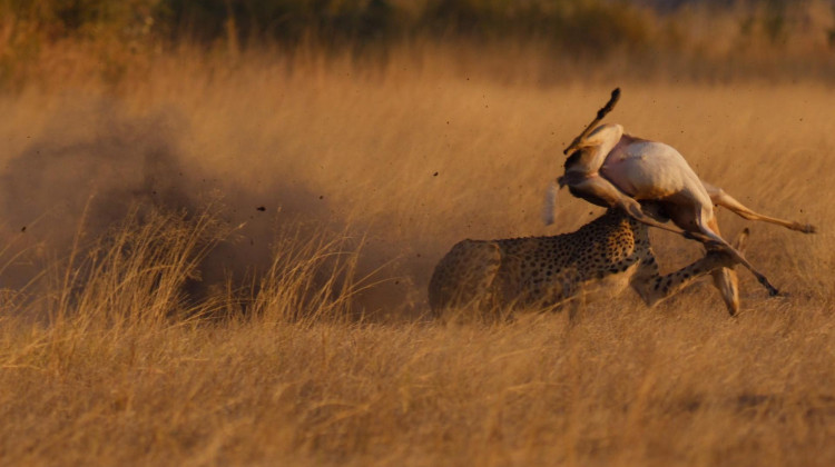 Cheetah Mom Teaches Her Cubs to Hunt Cheetah Mom Teaches Her Cubs to Hunt