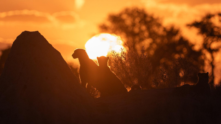 Succession Succession