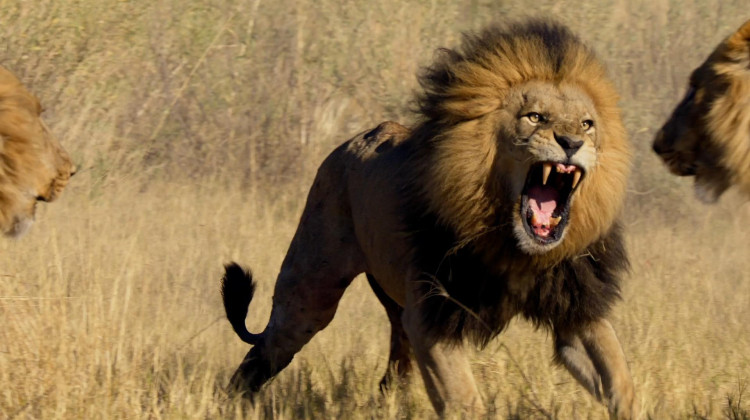 A Pride Divided A Pride Divided