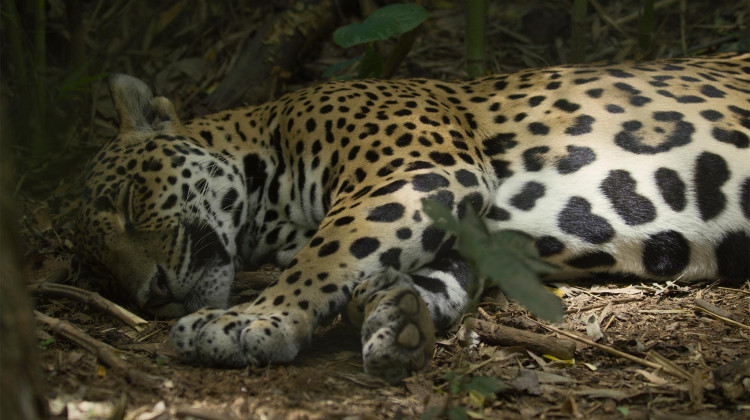 Jaguar Beach Jaguar Beach