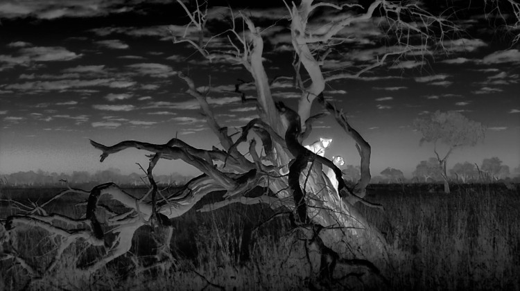 Cheetah Mom Defends Her Cubs from a Leopard Cheetah Mom Defends Her Cubs from a Leopard