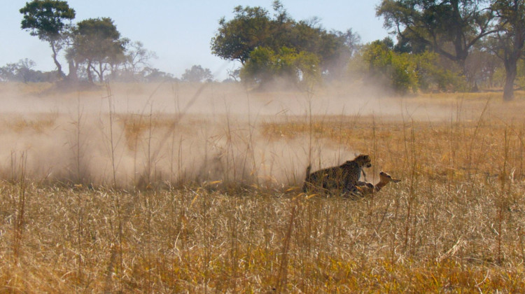 Cheetah's Epic Takedown Cheetah's Epic Takedown