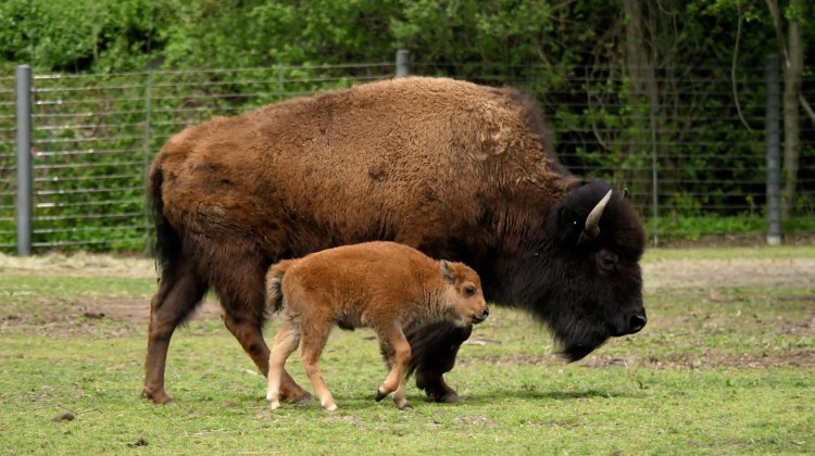 The Thunder of Bison Finally Returns to the Osage Prairie | WILD HOPE The Thunder of Bison Finally Returns to the Osage Prairie | WILD HOPE