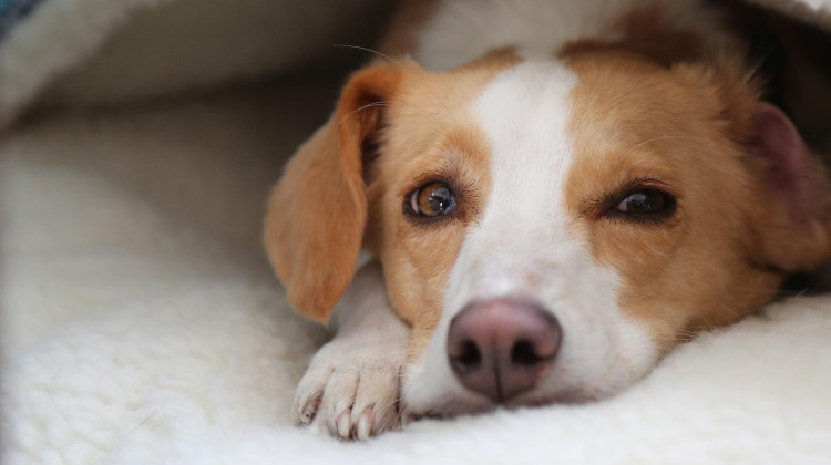 Can Dogs Talk? Can Dogs Talk?