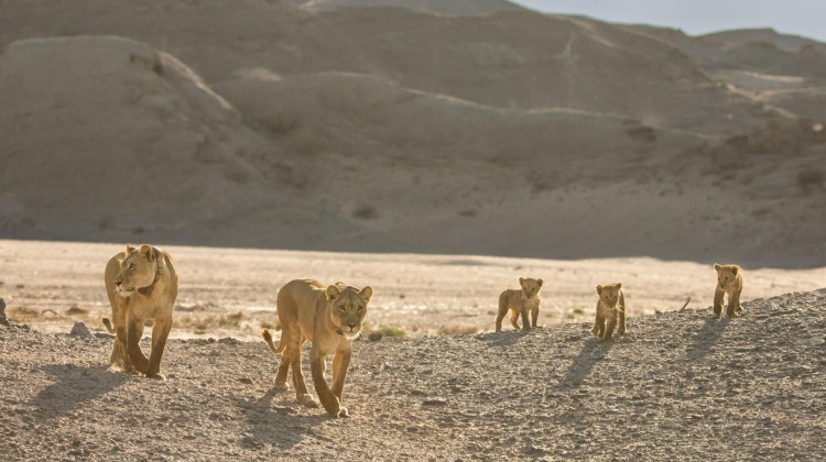 Preview of Lions of the Skeleton Coast