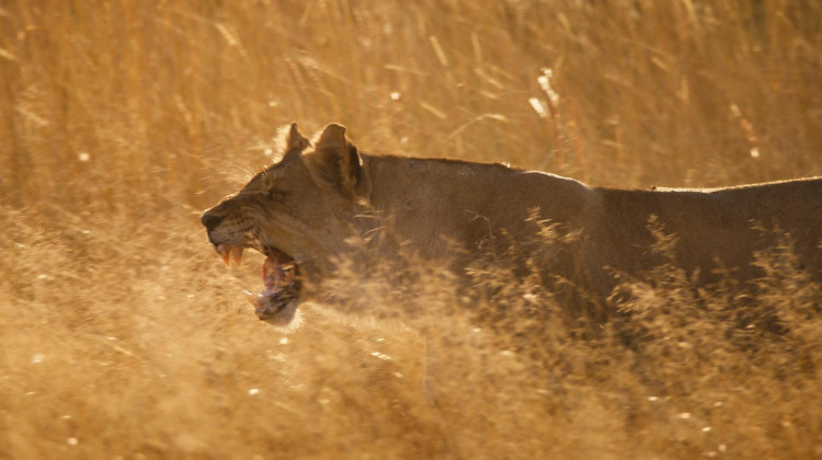 Lionesses Clash with Invading Male Lions Lionesses Clash with Invading Male Lions