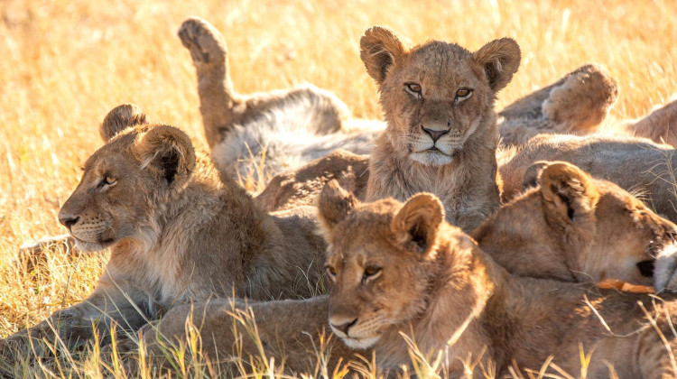 Under Siege Under Siege