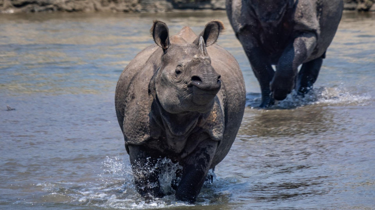 The Rhino Whisperer | In Her Nature