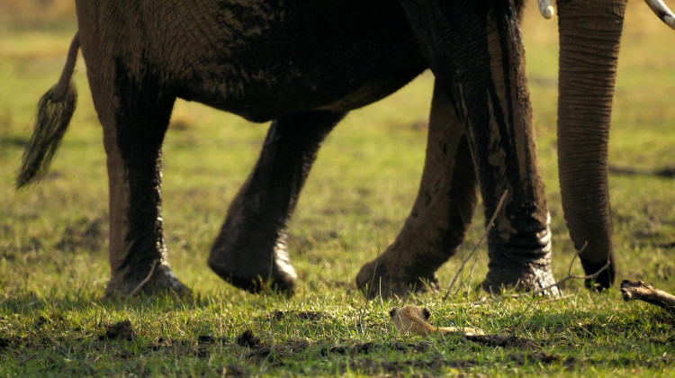 Angry Elephants vs. Lion Cubs Angry Elephants vs. Lion Cubs