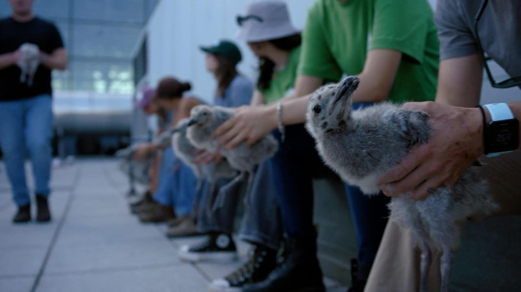 Building for Birds | WILD HOPE Building for Birds | WILD HOPE