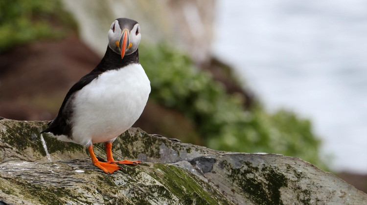 An Iceland Community Rallies to Save Lost Baby Puffins | WILD HOPE An Iceland Community Rallies to Save Lost Baby Puffins | WILD HOPE