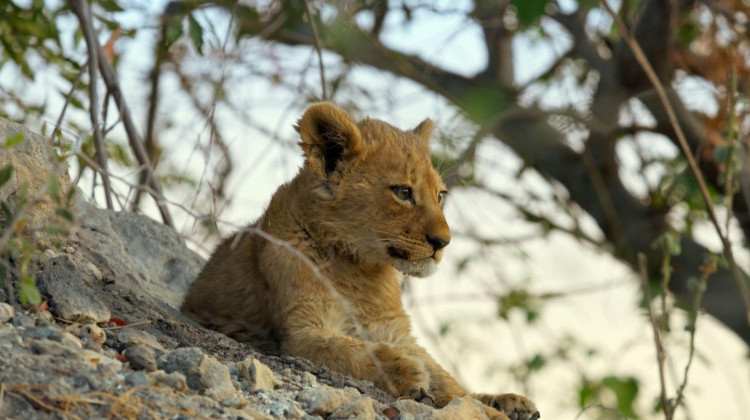 A Lost Lion Cub Faces Nighttime Alone