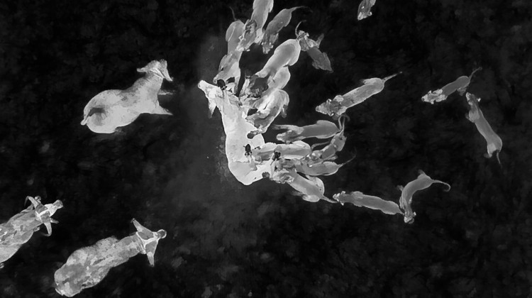 Can the Lion Pride Bring Down a Buffalo? Can the Lion Pride Bring Down a Buffalo?