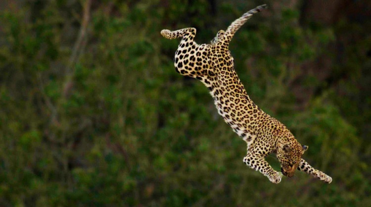 Big Cats Unleashed - Masters of the Hunt Big Cats Unleashed - Masters of the Hunt