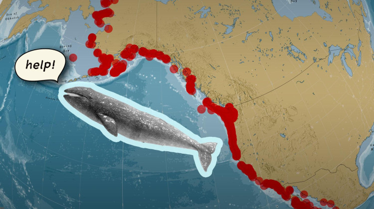 Why Are So Many of Gray Whales Washing Ashore?