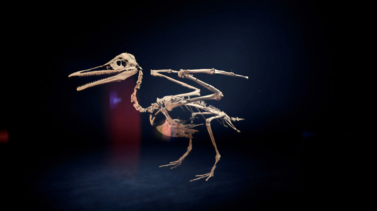 Dino Birds Dino Birds