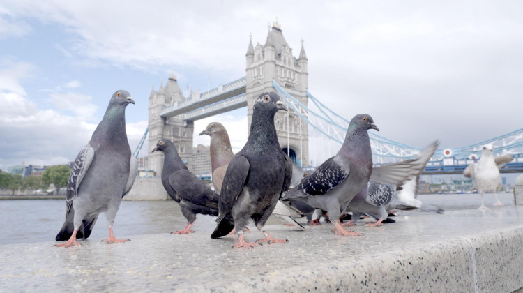 The Pigeon Hustle The Pigeon Hustle