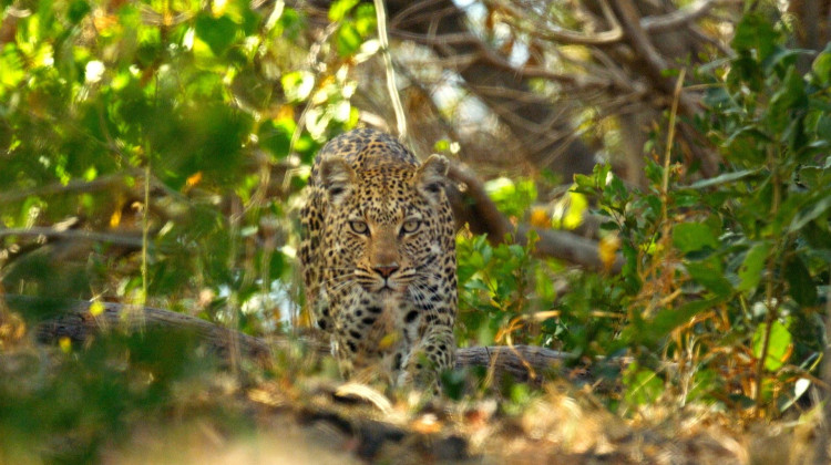 Leopard Risks Stealing a Kill from a Male Lion Leopard Risks Stealing a Kill from a Male Lion