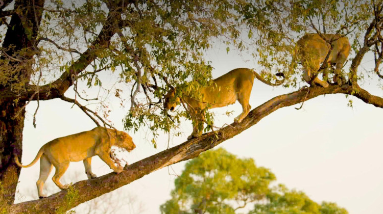 Big Cats Unleashed - Why Are Africa's Big Cats Climbing Trees? Big Cats Unleashed - Why Are Africa's Big Cats Climbing Trees?
