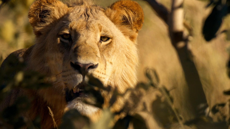 The Rogue Boys The Rogue Boys