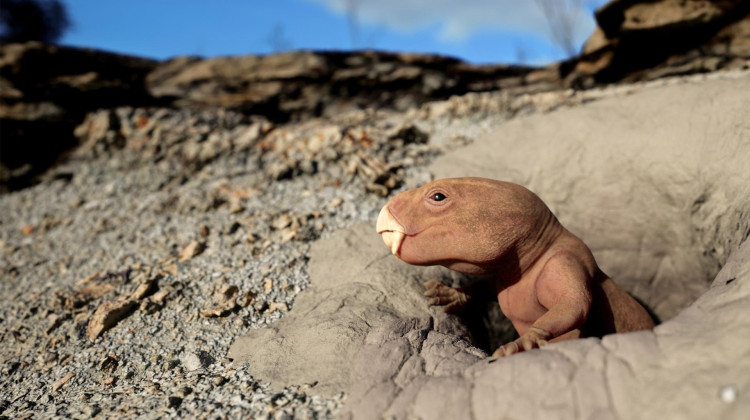 Mammal Origins Mammal Origins